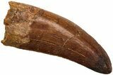 Serrated, Juvenile Carcharodontosaurus Tooth #214465-1
